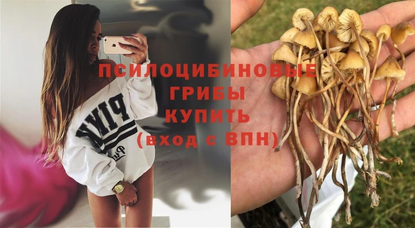 индика Аркадак